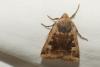 Conistra erythrocephala